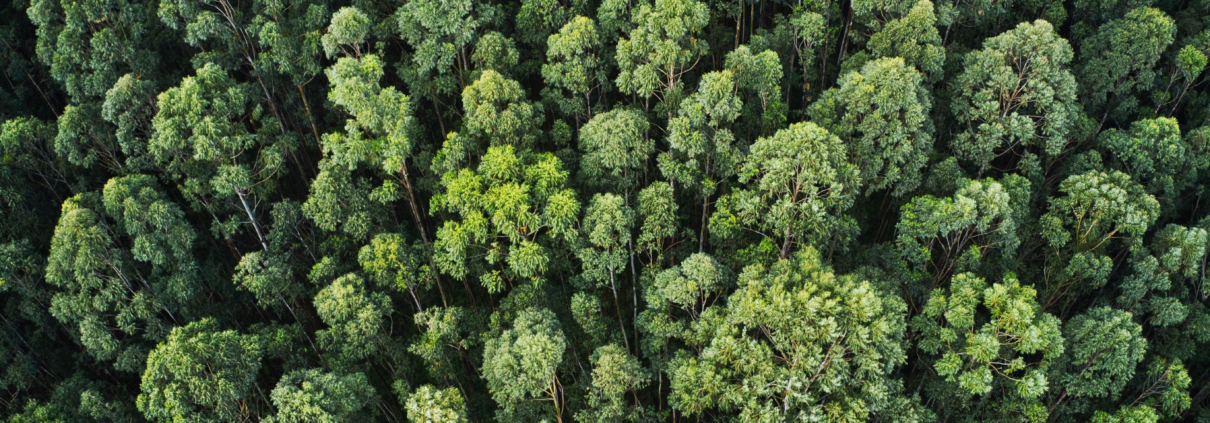 projeto sustentável com estudos ambientais