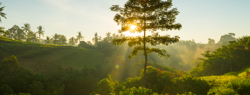 Relatório Ambiental Simplificado (RAS)