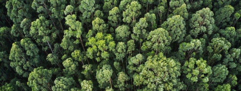 responsabilidade-civil-ambiental