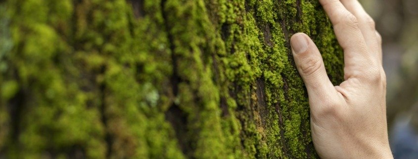 Faixa de árvores densas